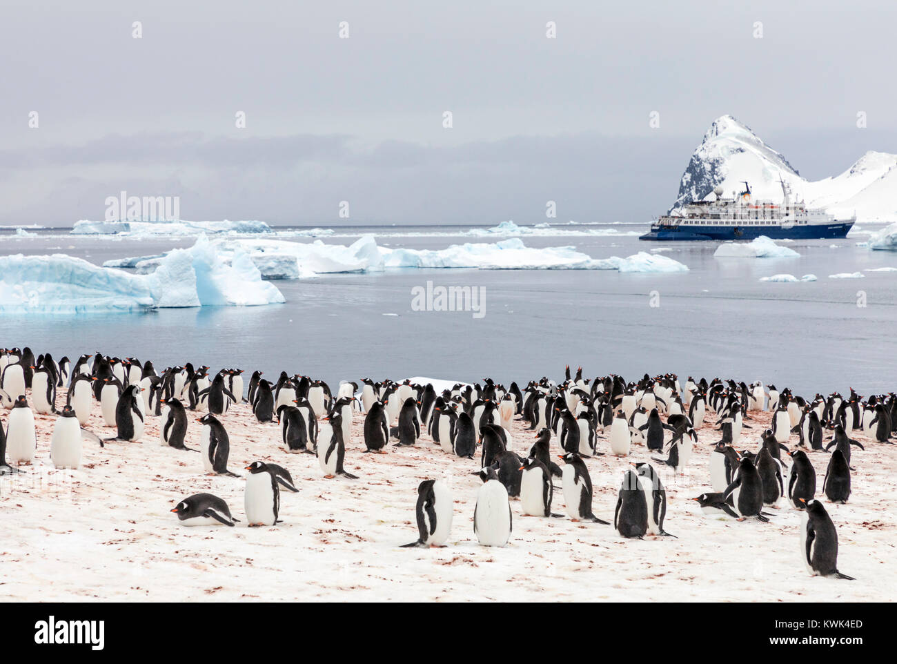 Long-tailed Gentoo penguin; Pygoscelis papua; Cuverville Island; Antarctica; cruise ship Ocean Adventurer beyond Stock Photo