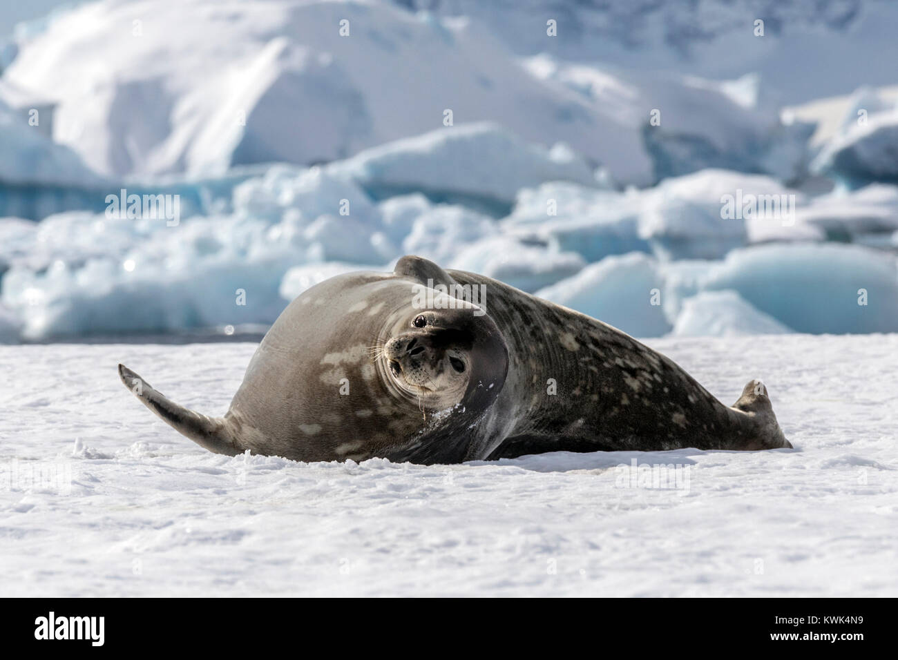 Weddell Seal; Leptonychotes Weddellii; Phocidae; Rongé Island ...