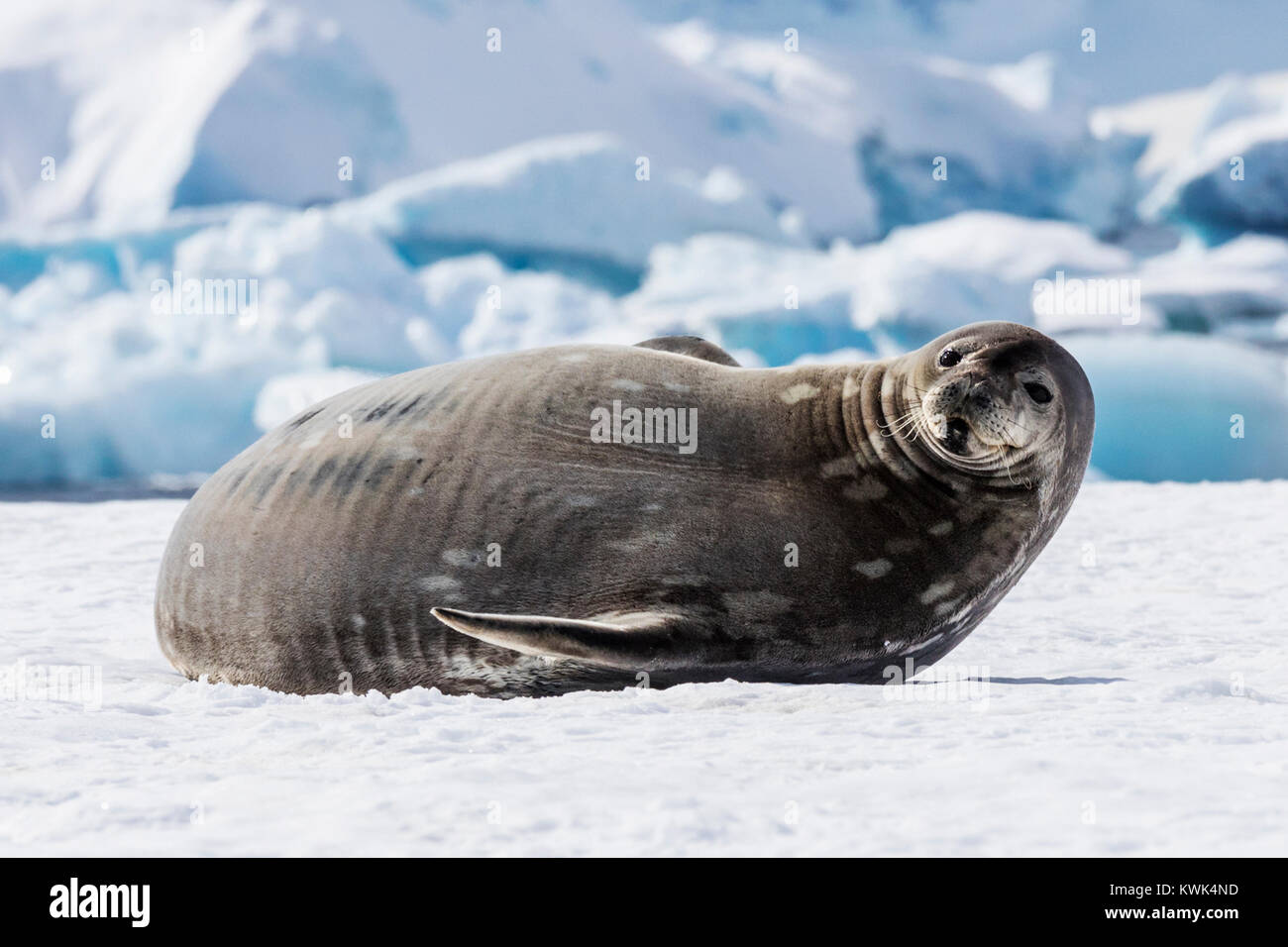 Weddell seal; Leptonychotes weddellii; Phocidae; RongÃ© Island; Arctowski Peninsula; Antarctica Stock Photo