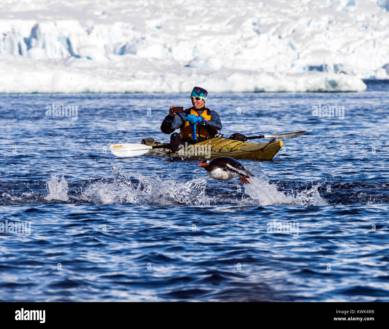 Sea kayaker photographs Long-tailed Gentoo penguins swimming; Pygoscelis papua; RongÃ© Island; Arctowski Peninsula; Antarctica Stock Photo