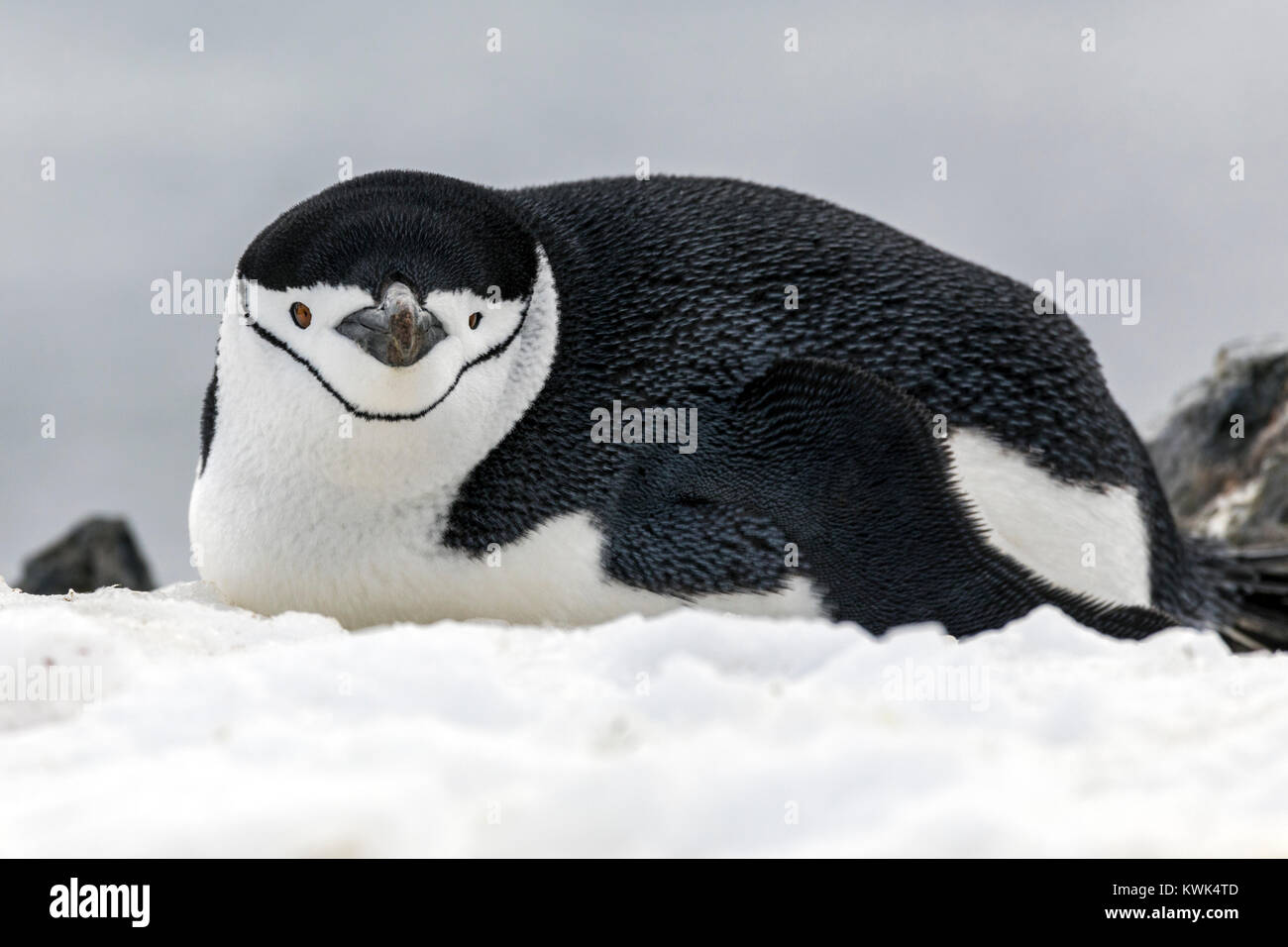 Chinstrap Penguins; Pygoscelis antarcticus; ringed penguin; bearded penguin; stonecracker penguin; Half Moon Island; Antarctica Stock Photo
