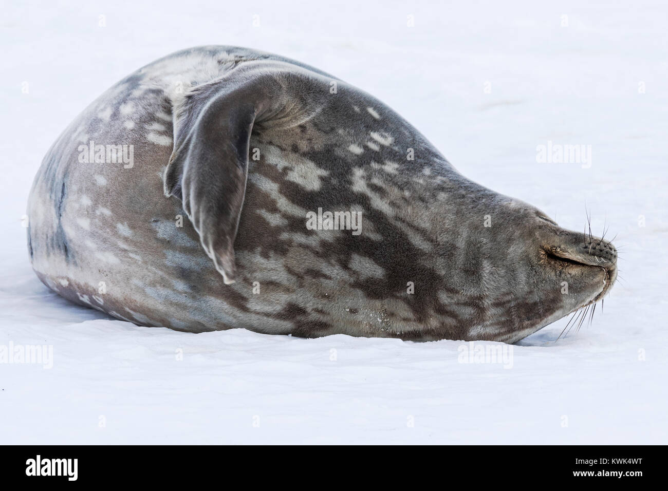 Weddell seal; Leptonychotes weddellii; Phocidae; Half Moon Island; Antarctica Stock Photo