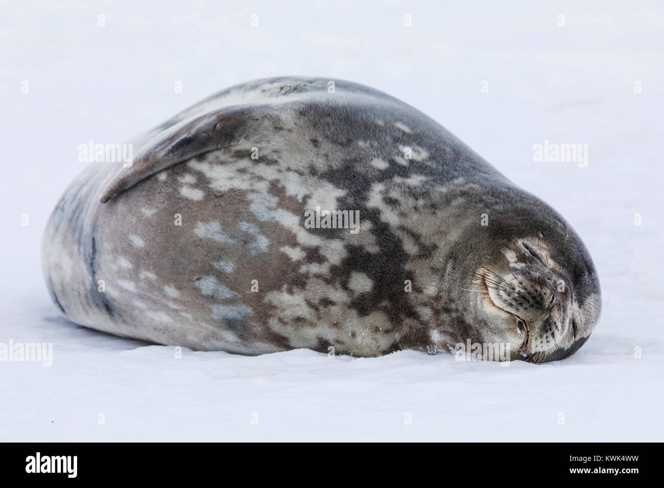 Weddell seal; Leptonychotes weddellii; Phocidae; Half Moon Island; Antarctica Stock Photo