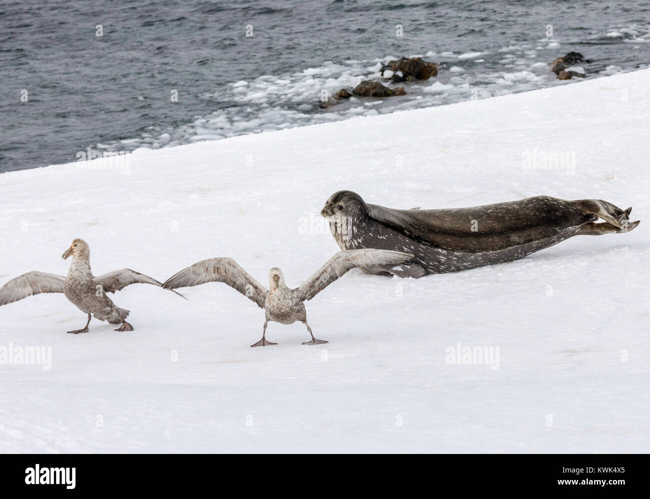 Weddell seal; Leptonychotes weddellii; Phocidae; & Southern Giant Petrol; Half Moon Island; Antarctica Stock Photo