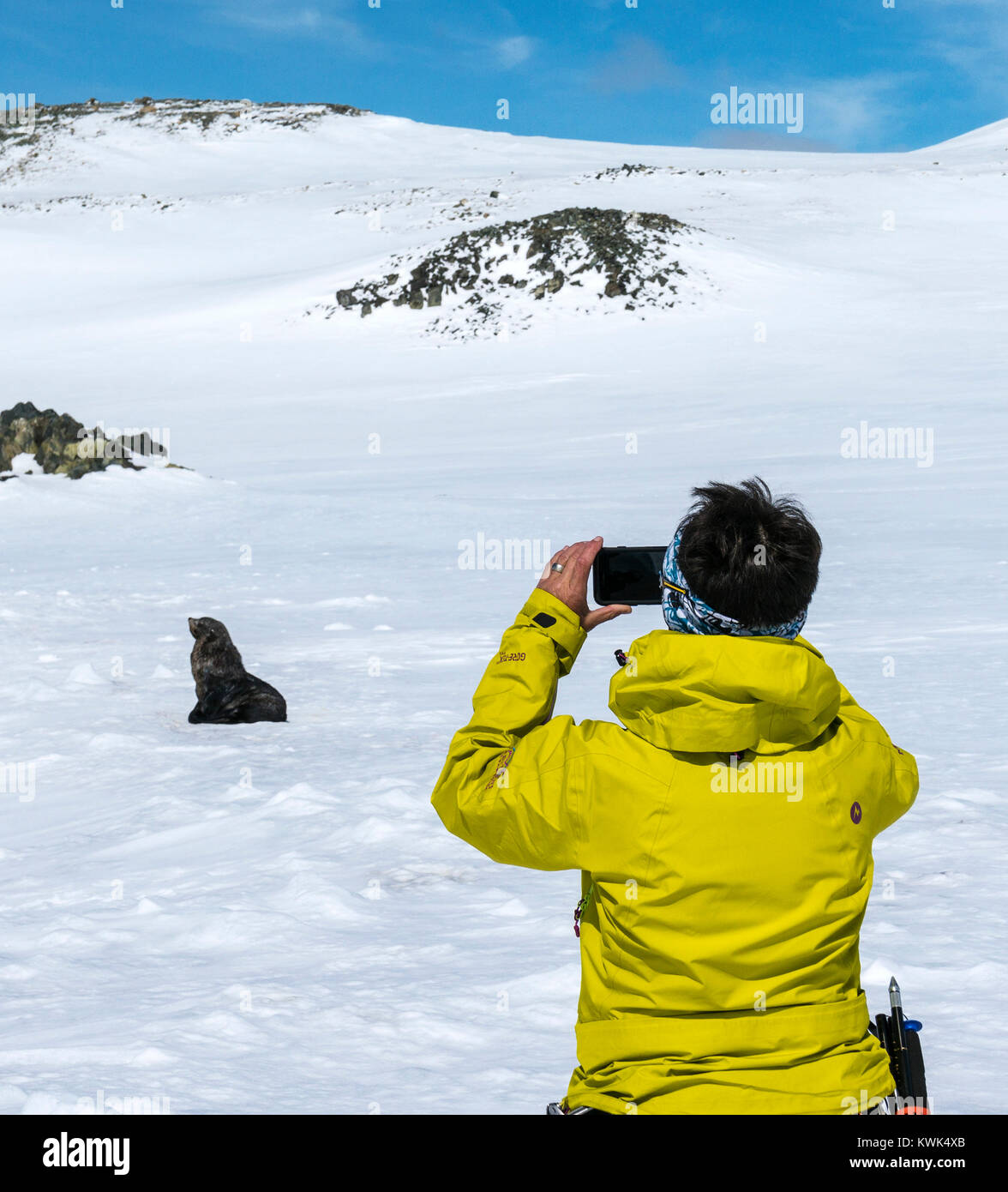 Woman photographing an antarctic fur seal; Arctocephalus gazella; Antarctica Stock Photo