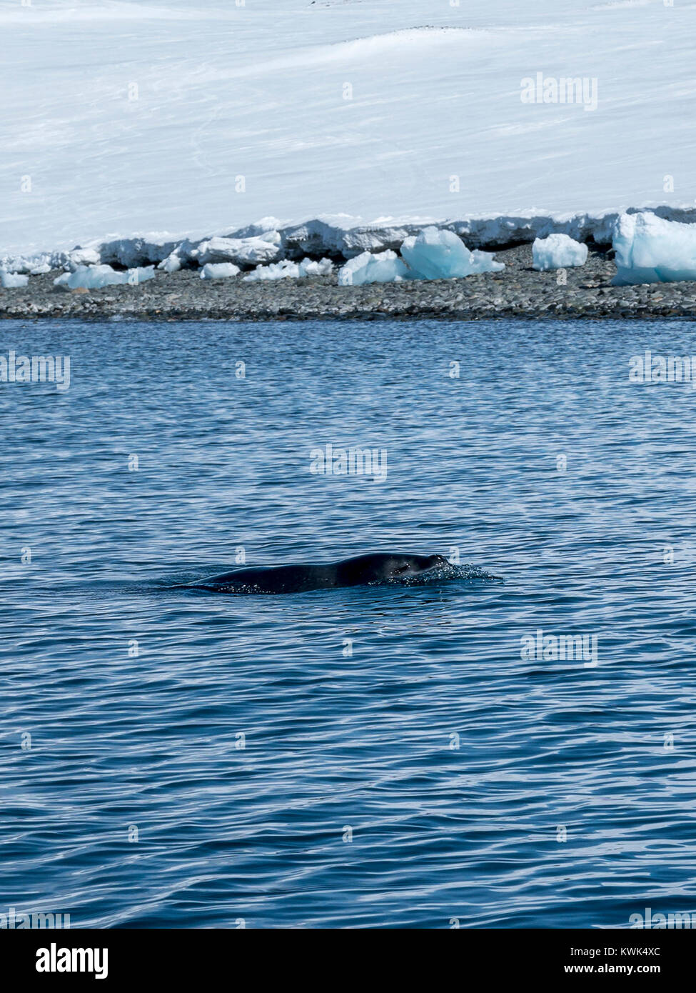 Antarctic Leopard seal; sea leopard; Hydrurga leptonyx; Admiralty Bay; King George Island; Antarctica Stock Photo