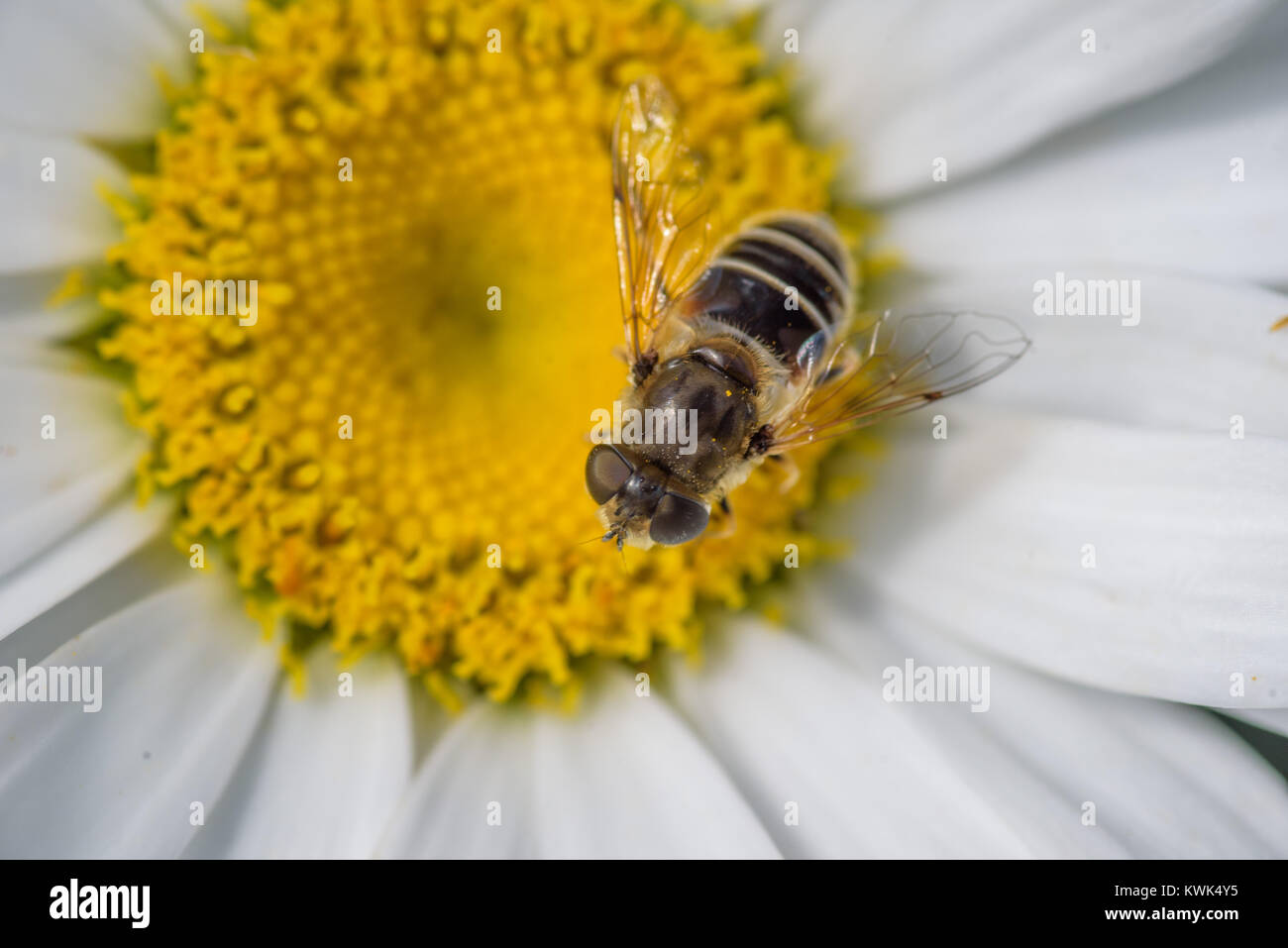 honey bee pollinating a white daisy bloom in summer Stock Photo