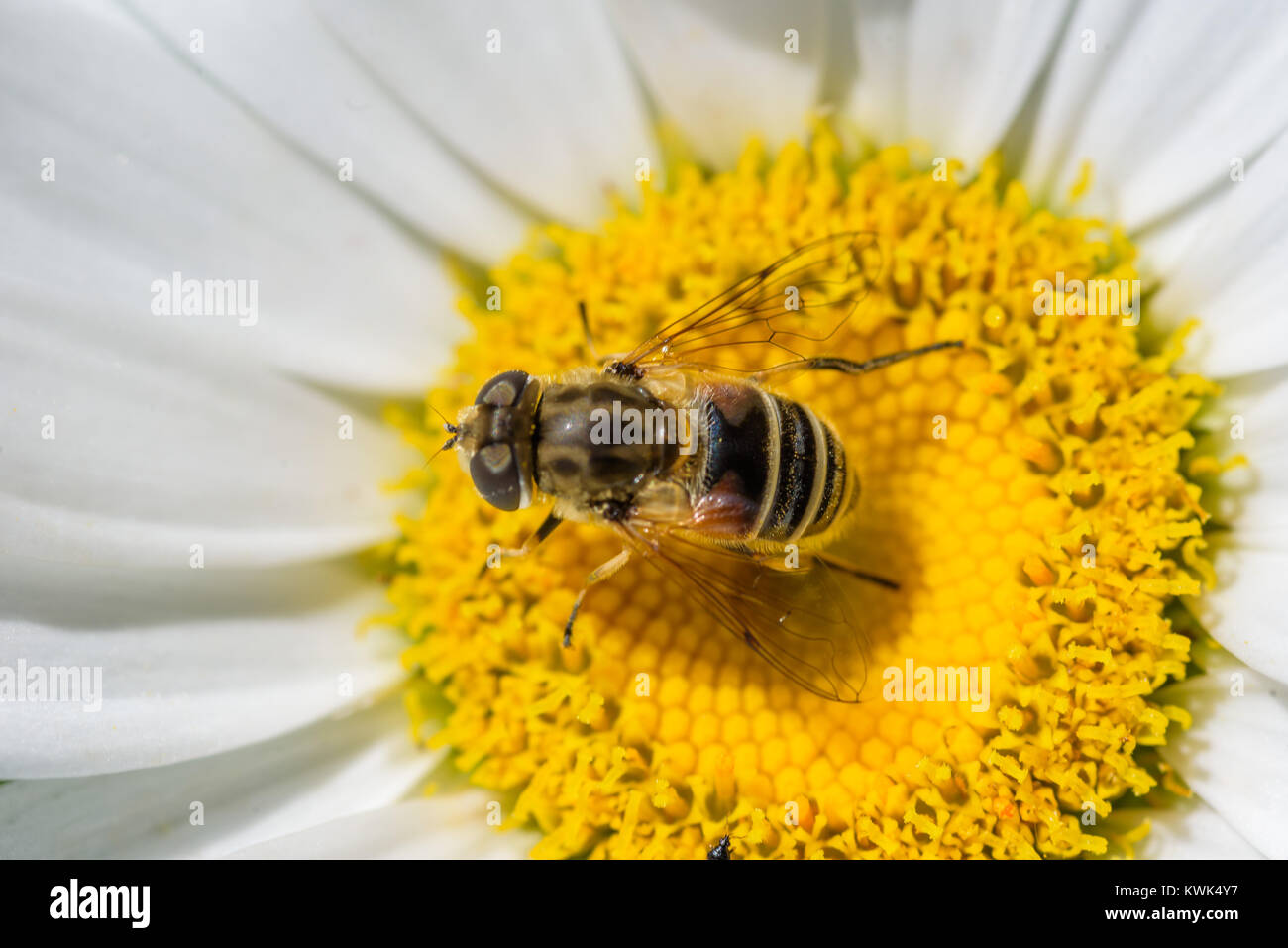 extreme close up of a honey bee pollinating a daisy flower in summer Stock Photo