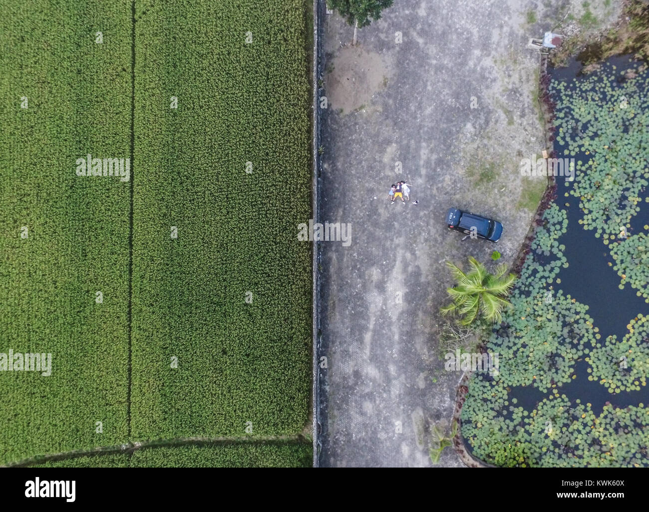 Vertical drone shot of my black car, my family and me beside the rice field and water lily pond. Stock Photo