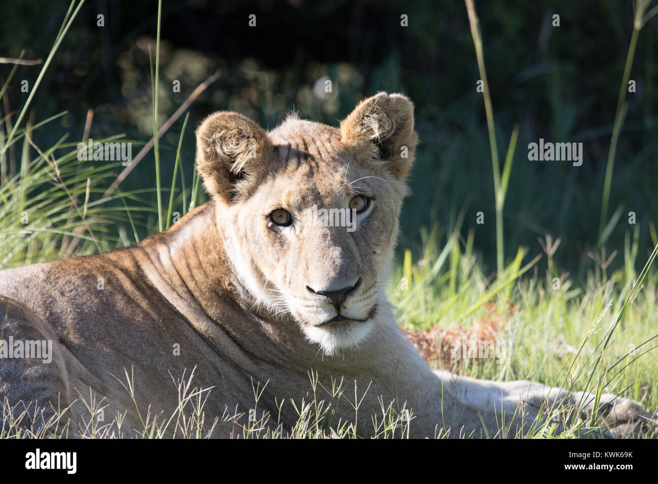 Close up big five female Lion (Panthera leo) resting  in grass in morning light with in African game farm - Dinokeng Private Game Reserve Stock Photo