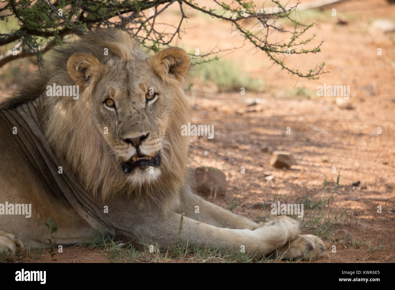 Close up big Five wild male lion  sitting on the edge of a road resting with in African game farm - Dinokeng Private Game Reserve Stock Photo