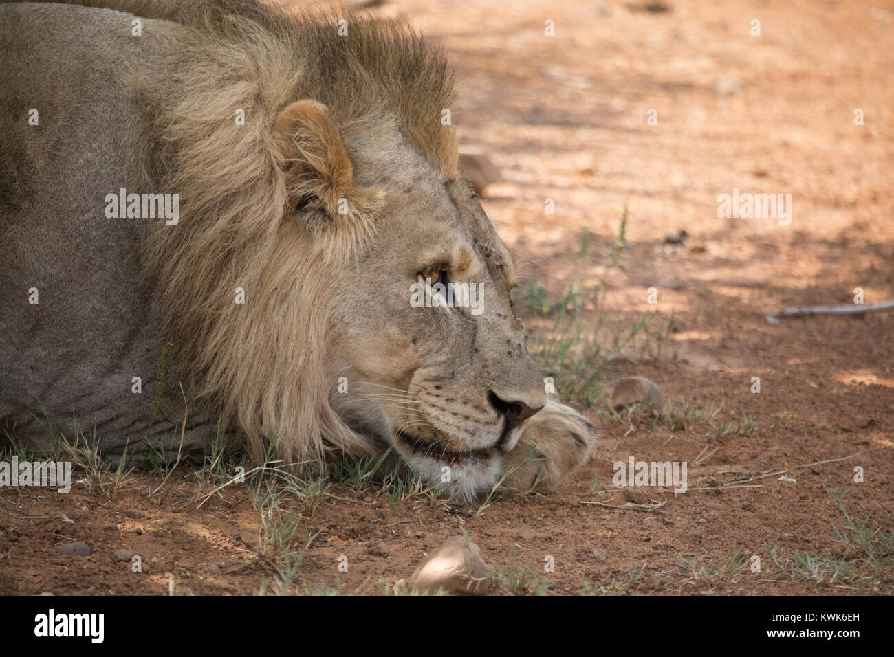 Close up big Five wild male lion  sitting on the edge of a road resting with in African game farm - Dinokeng Private Game Reserve Stock Photo