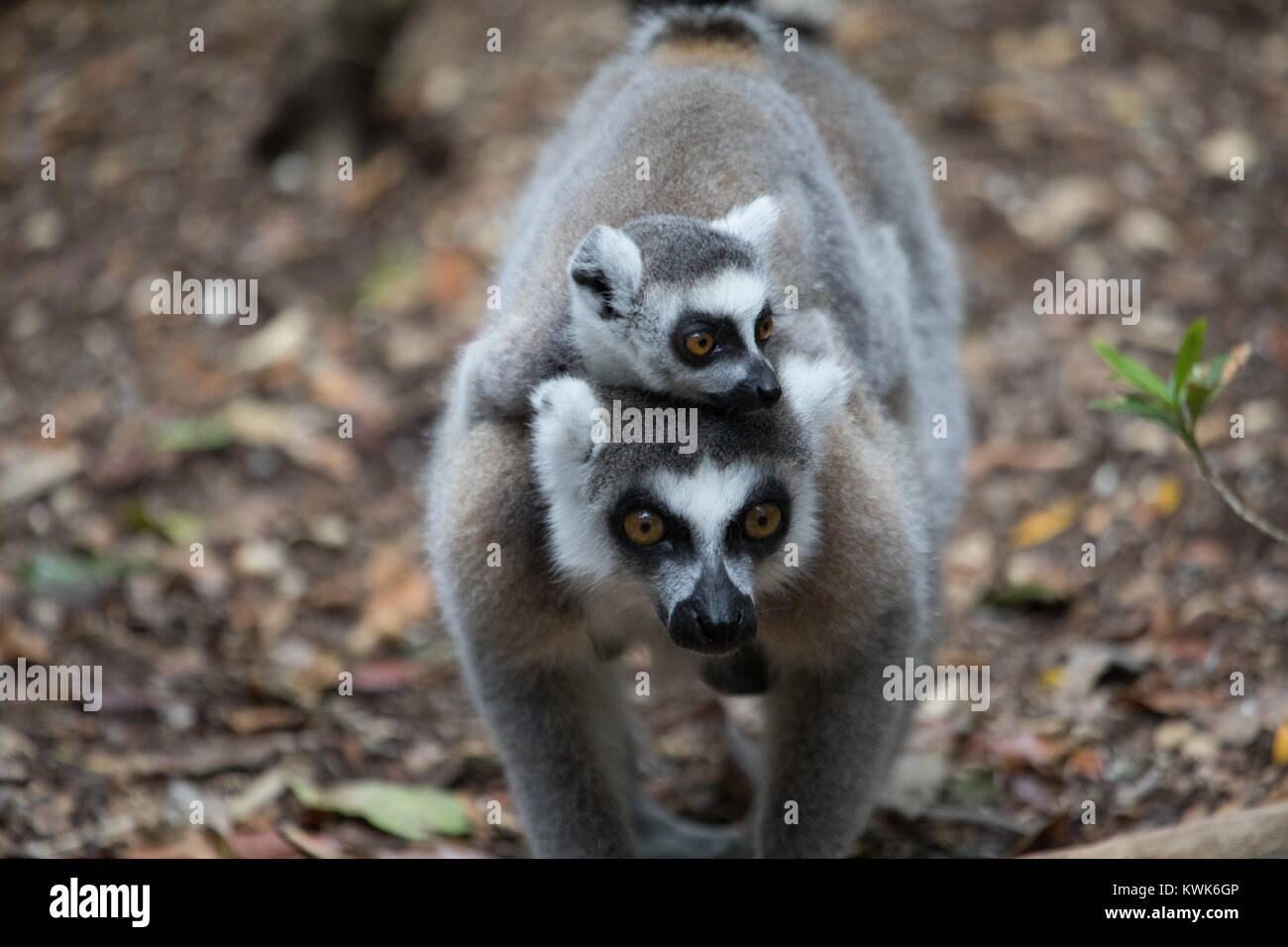 Madagascar ring-tailed lemur (Lemur catta) from the Monkeyland Sanctuary in Plettenberg Bay, South Africa. A free roaming multi-specie park, Stock Photo