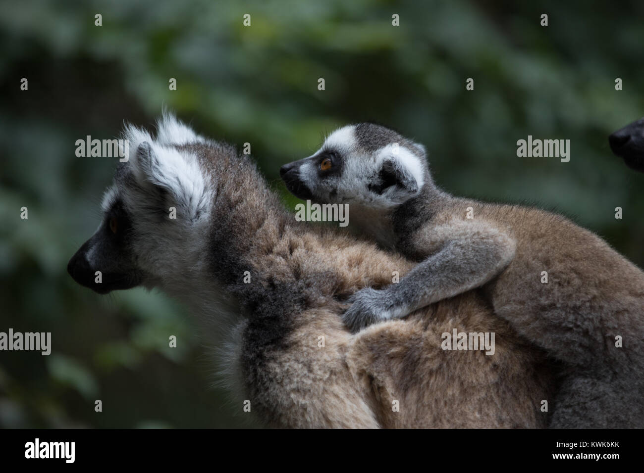Baby Madagascar ring-tailed lemur (Lemur catta) on mothers back from the Monkeyland Sanctuary in Plettenberg Bay, South Africa. Stock Photo