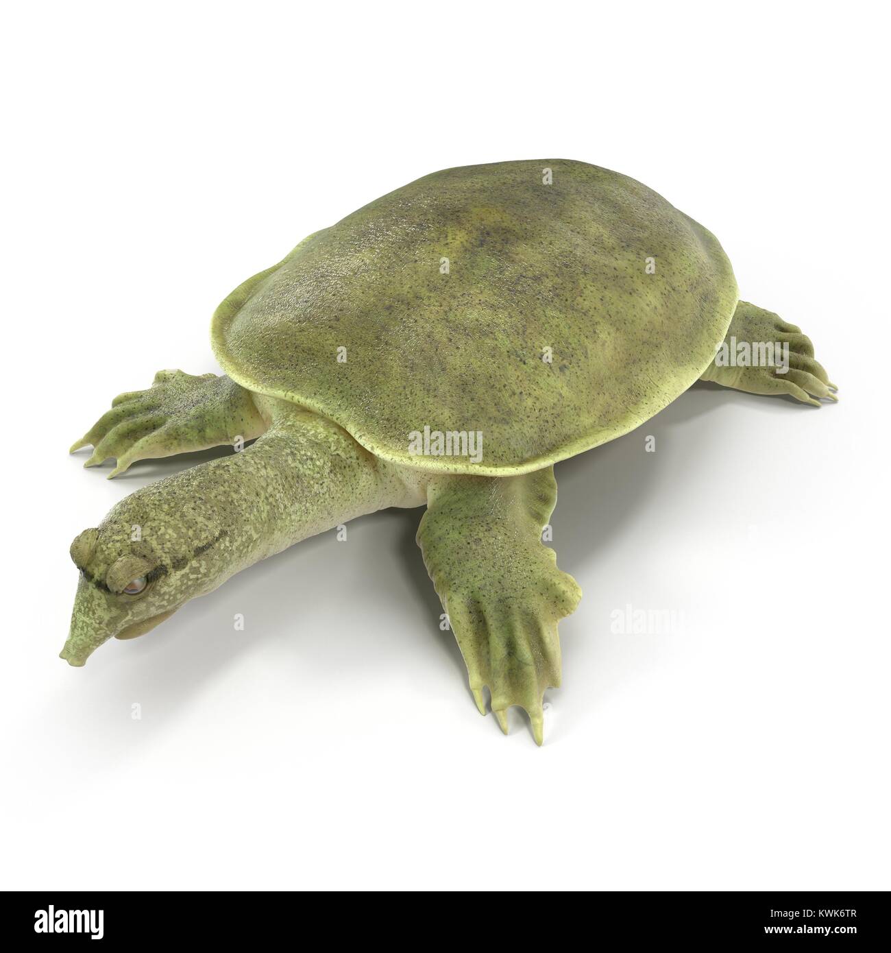 Chinese softshell turtle Pelodiscus sinensis on white. 3D illustration Stock Photo