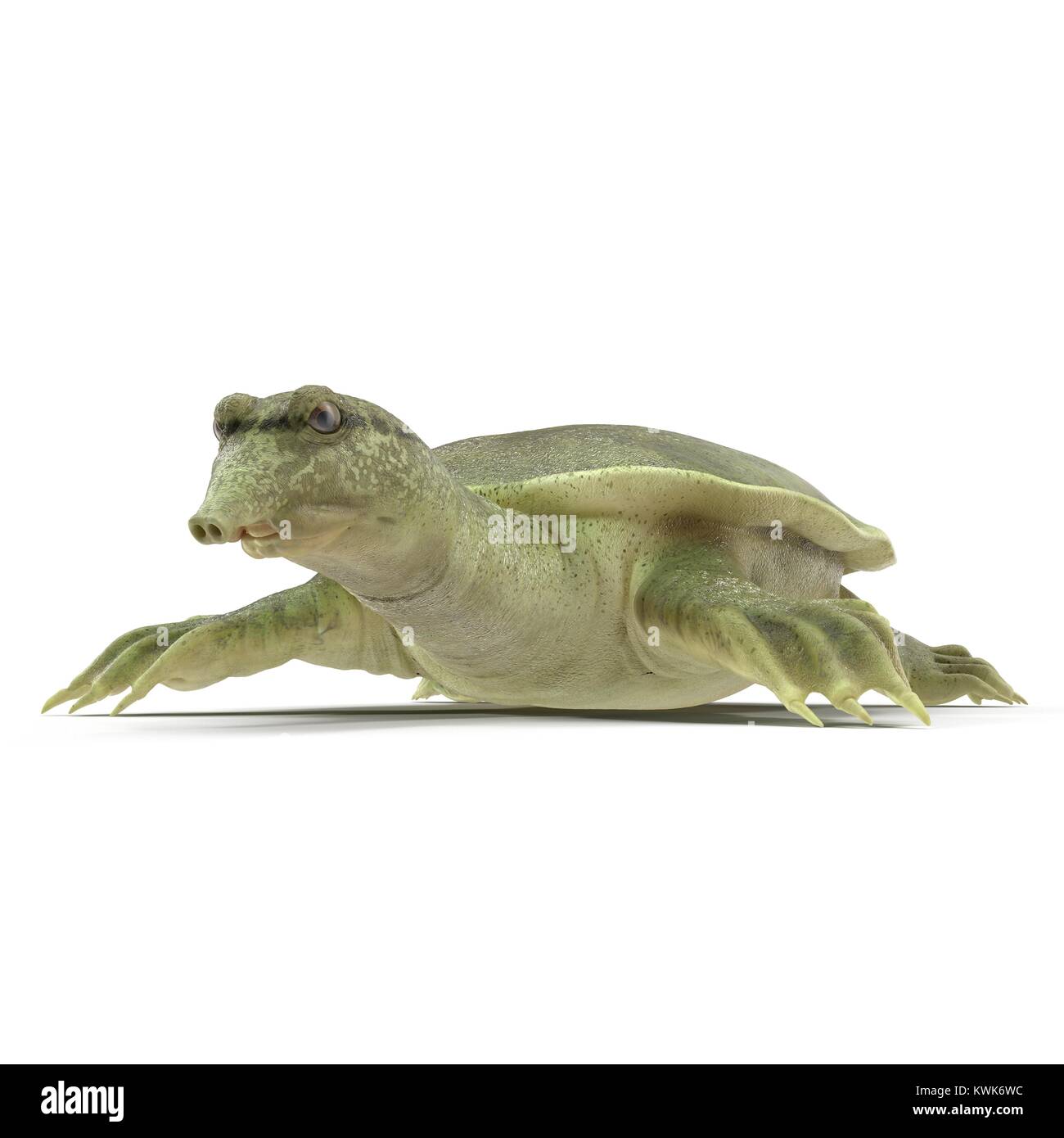 Chinese soft-shelled turtle on white. 3D illustration Stock Photo