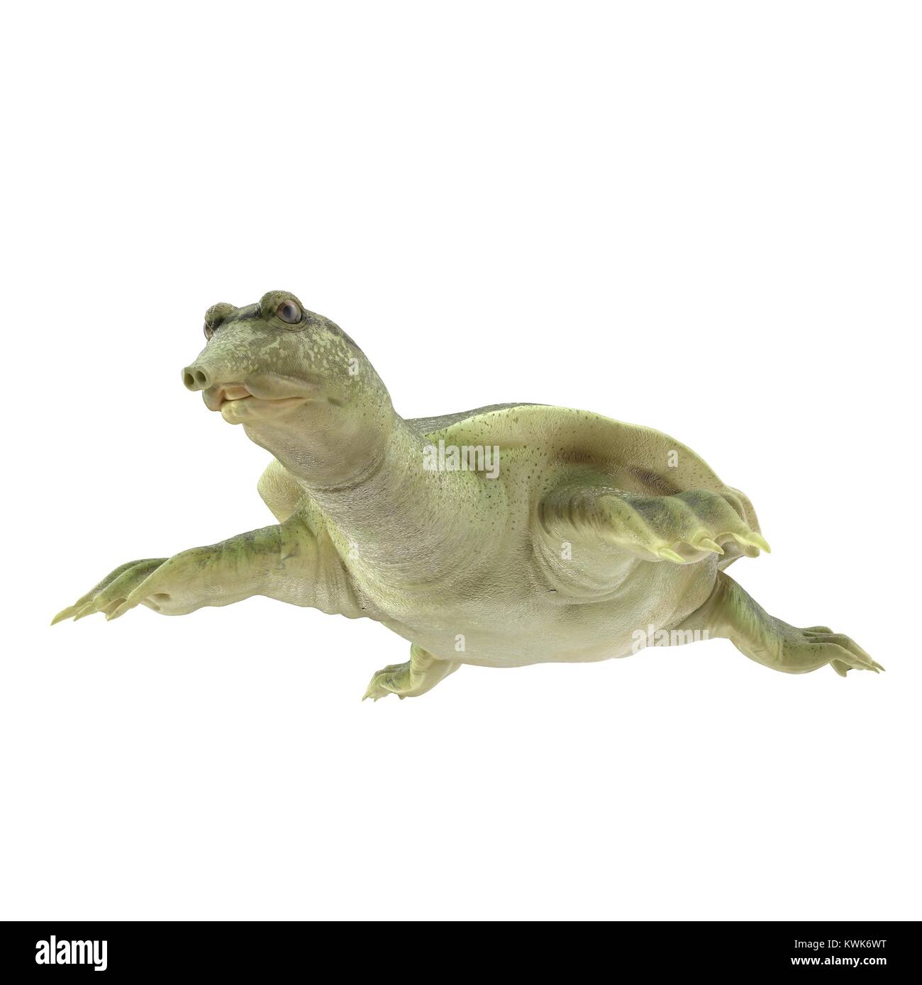 Chinese Softshell Turtle on white. 3D illustration Stock Photo