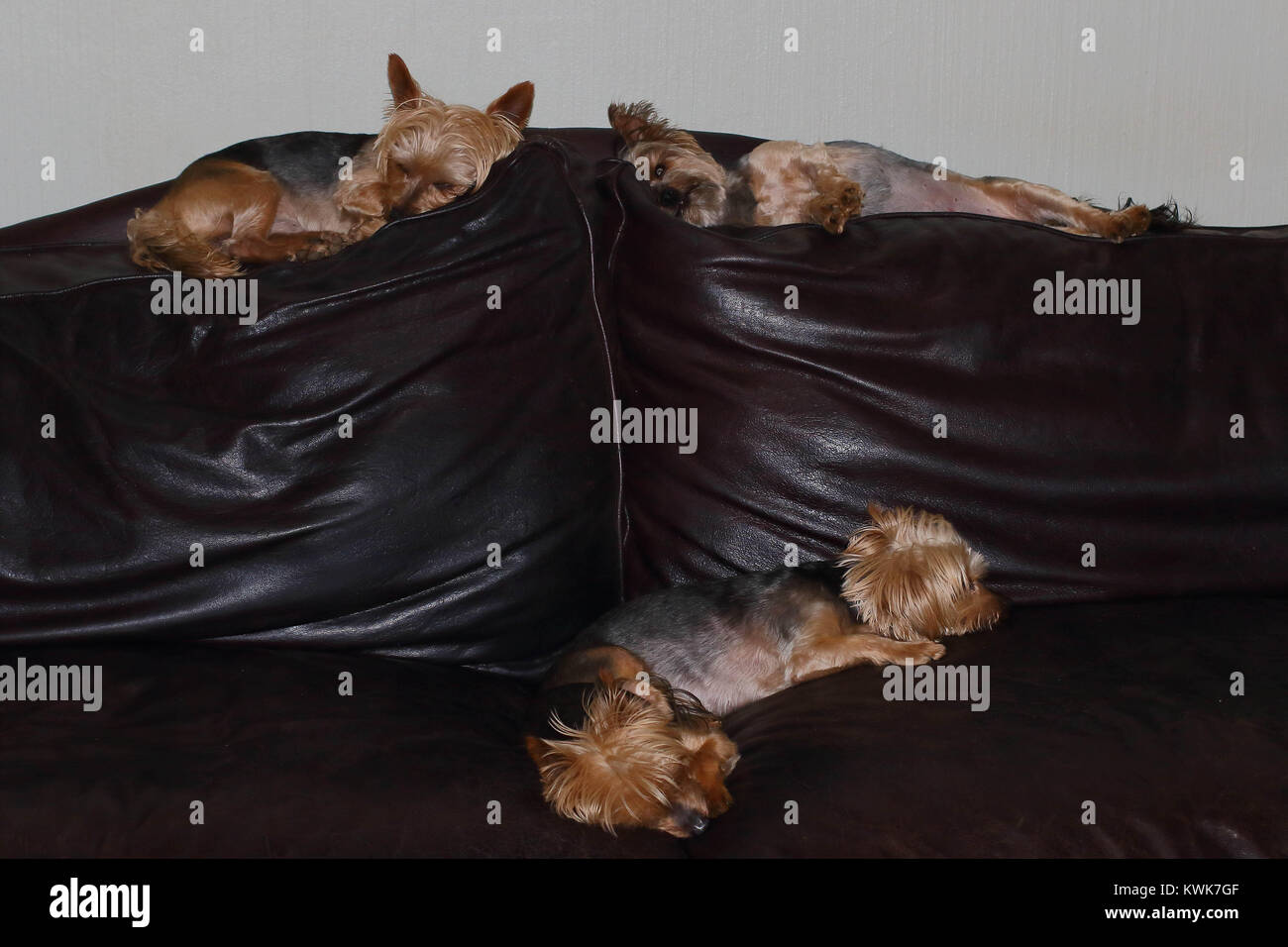Four Small Brown Dogs Sleep On A Brown Leather Couch Image In