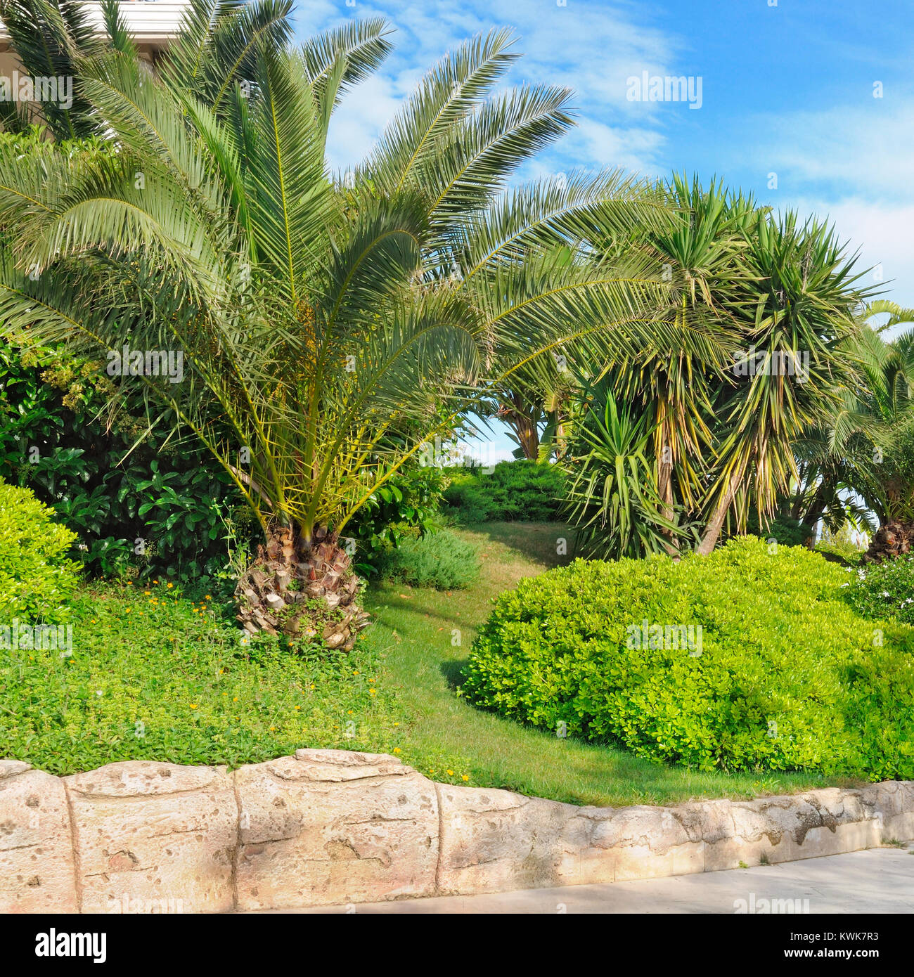 Tropical palm trees in a beautiful park Stock Photo - Alamy
