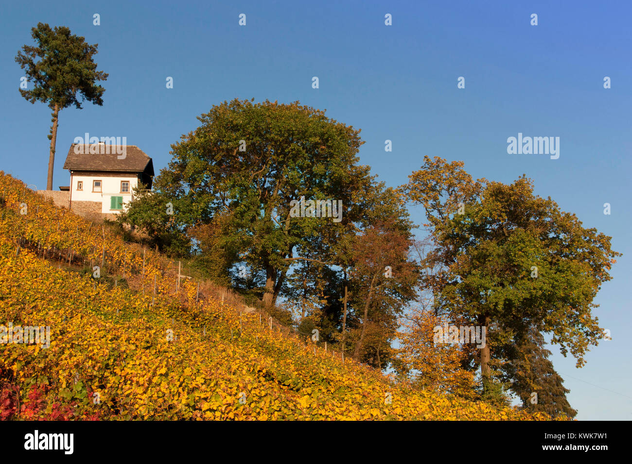 House in an autumnal Vineyard, Buchholtz, waldkirch Stock Photo