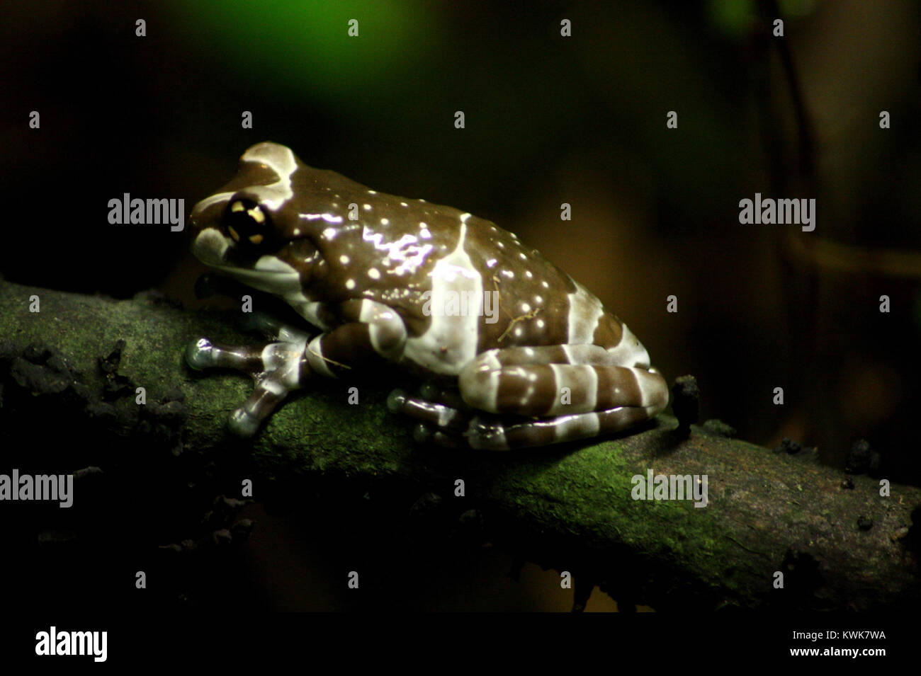 Amazon Milk Frog / GoldenEyed Tree Frog (Trachycephalus resinifictrix