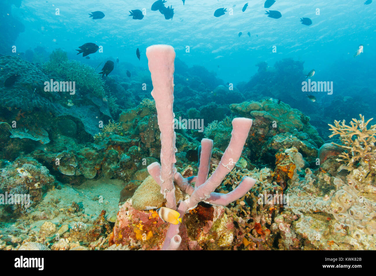 Tube sponges, Bunaken National Marine Park in North Sulawesi, Indonesia Stock Photo