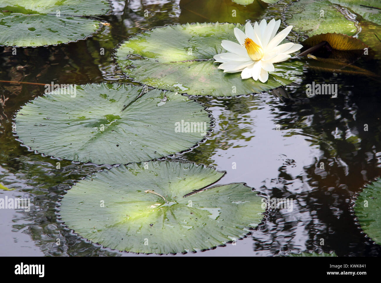 Big green leaves and white lotus in pond Stock Photo - Alamy