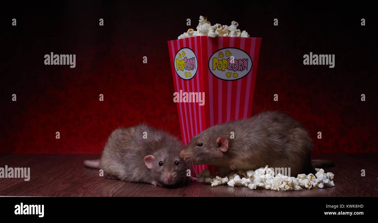 Two rats eating popcorn. Stock Photo