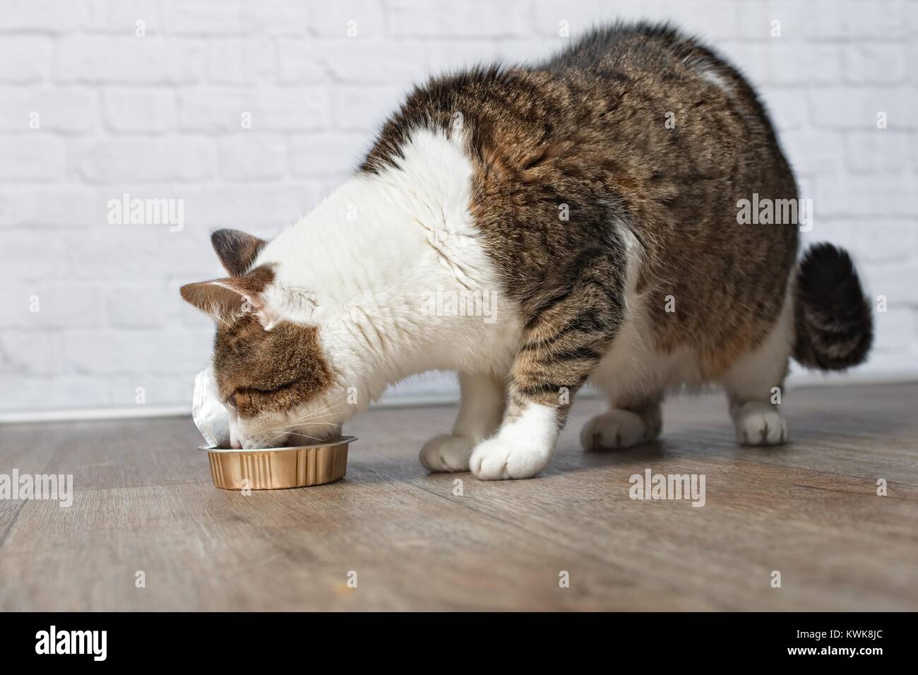 Old Tabby cat eating from a food dish Stock Photo Alamy