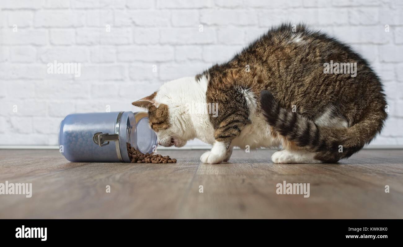 Tabby cat steal food from a food container Stock Photo Alamy