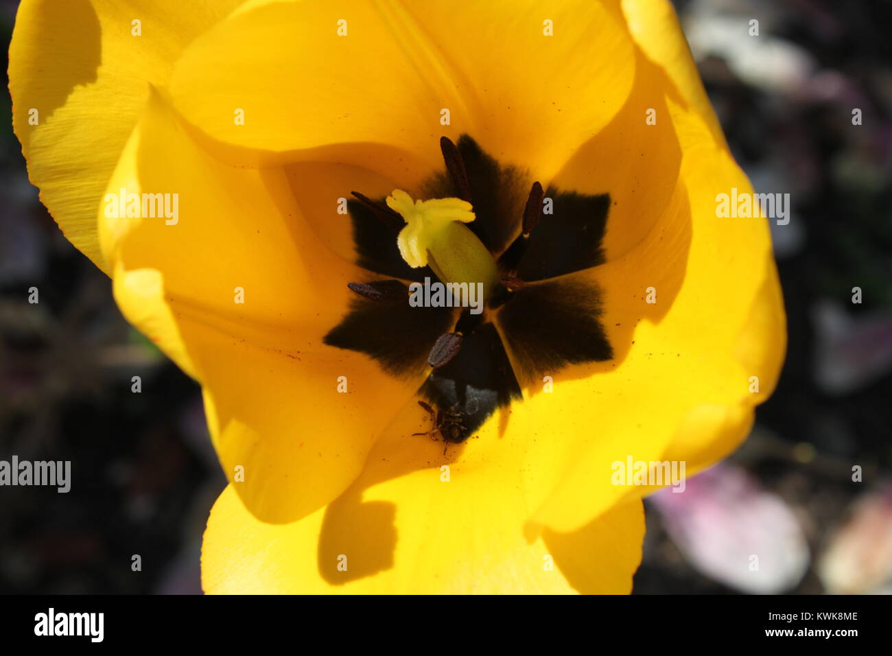 A flower blooming in a garden in Kingston, ON, Canada Stock Photo Alamy