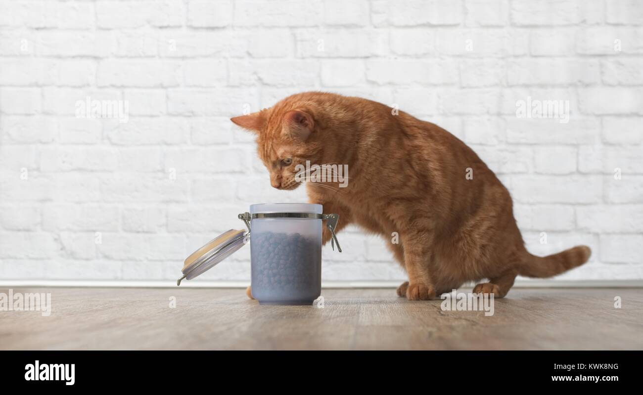 Tabby cat steal dry food from a food container Stock Photo Alamy