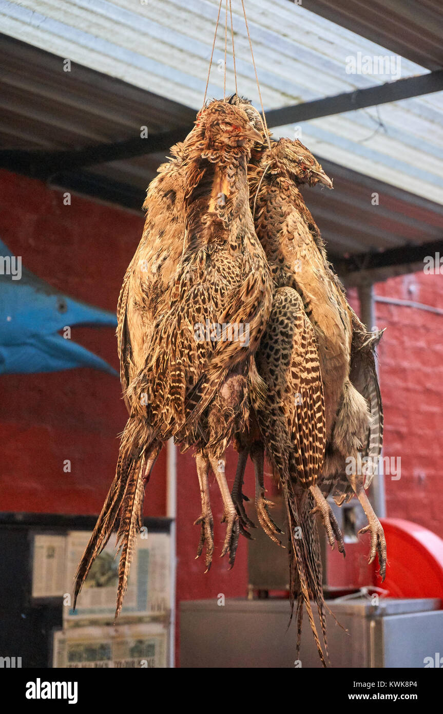Carcasses of fresh Scottish pheasants hanging at a local butcher. Stock Photo