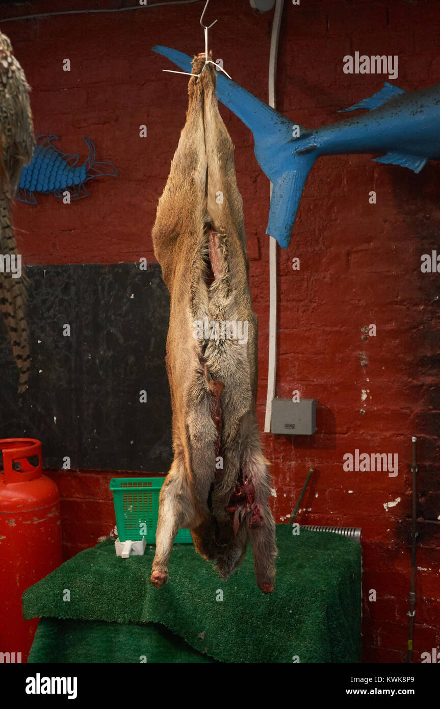Fresh carcass of a yourg Scottish deer at a local butcher in Glasgow. Stock Photo