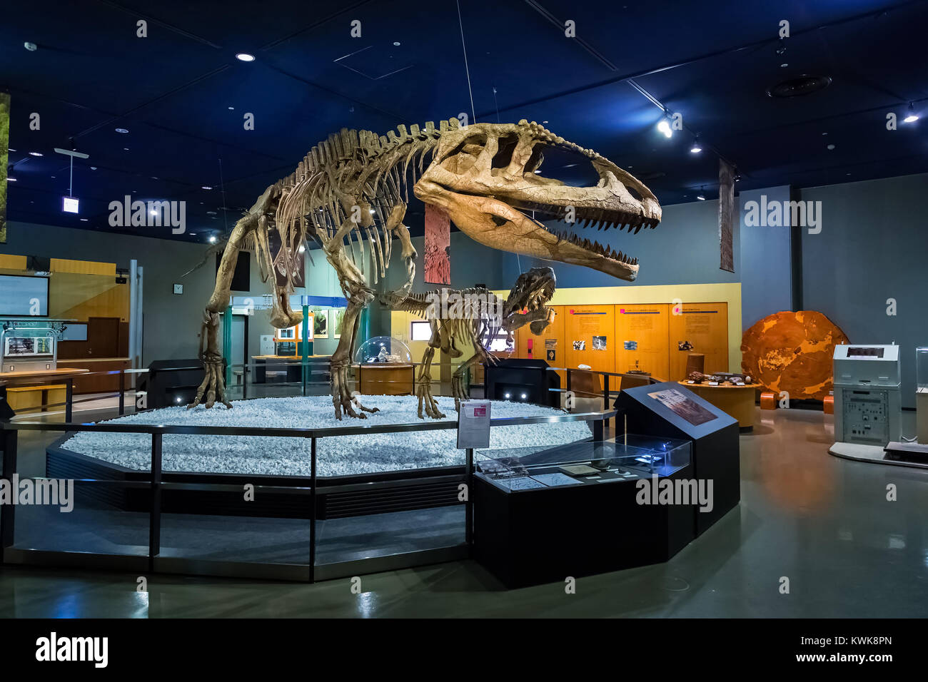 NAGOYA, JAPAN - NOVEMBER 18, 2015: Dinosaur skeletons displayed at the first floor of Nagoya City Science Museum, the exhibition room is one of the mo Stock Photo