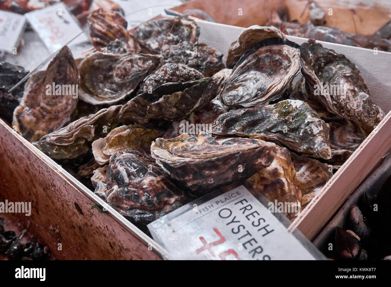 Fresh Scottish oysters ( bivalve molluscs) with a name tag and the price. Stock Photo