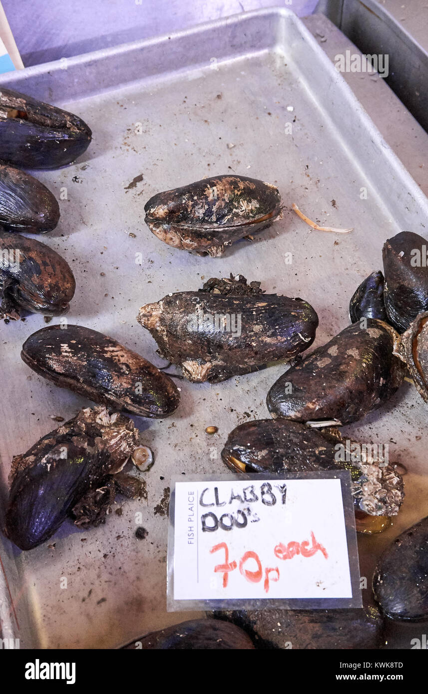 Modiolus modiolus, common name northern horse mussel (or clabby doos in Scotland), a species of marine bivalve mollusk in the family Mytilidae. Stock Photo