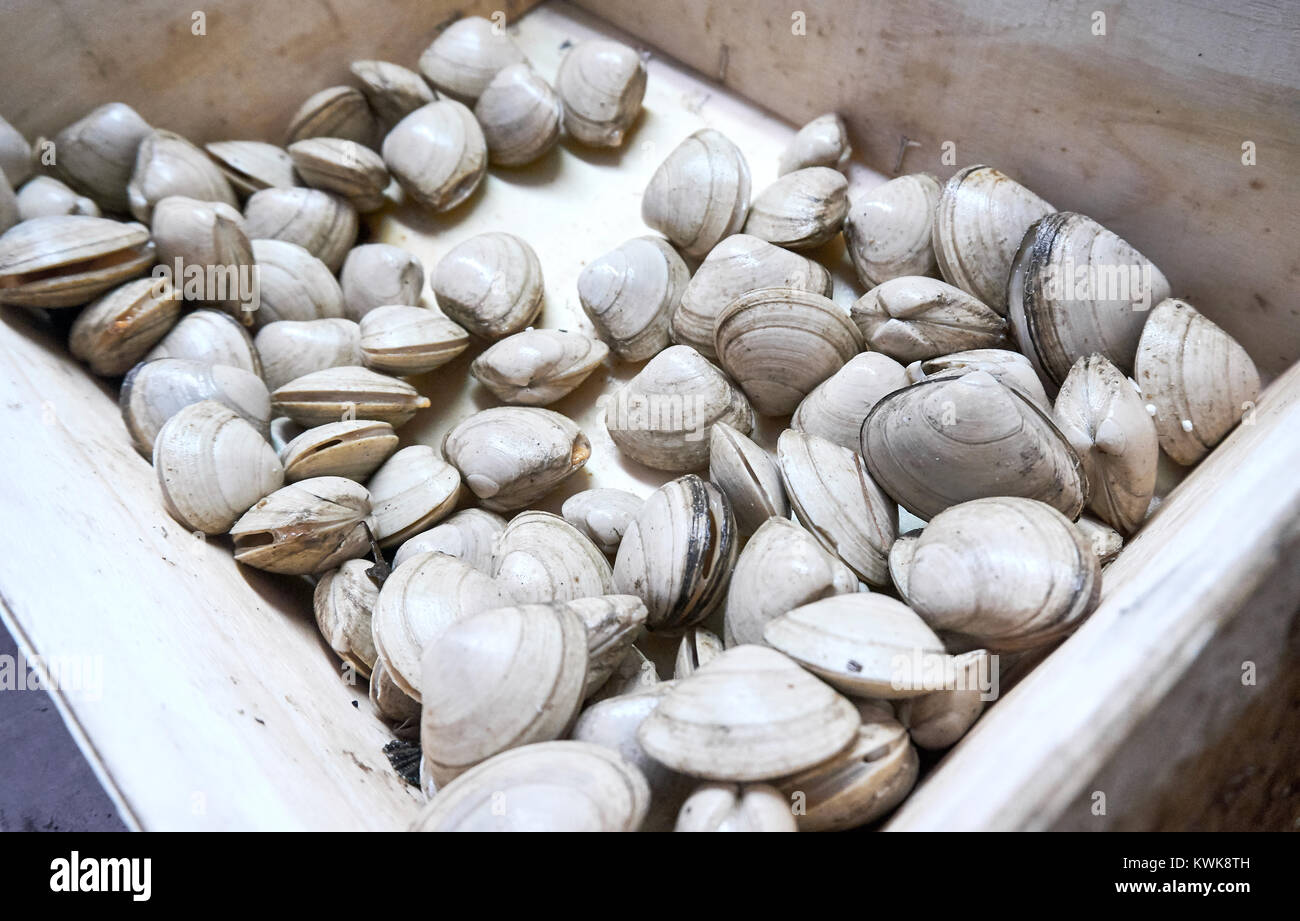 Atlantic surf clam (Spisula solidissima), also called the bar clam, hen clam, skimmer, or sea clam. Stock Photo