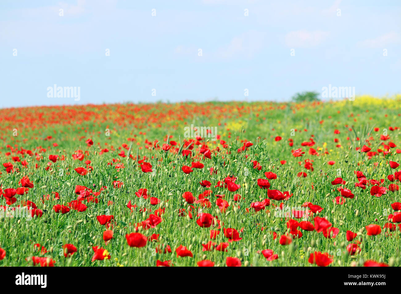 wild flowers meadow spring season Stock Photo - Alamy