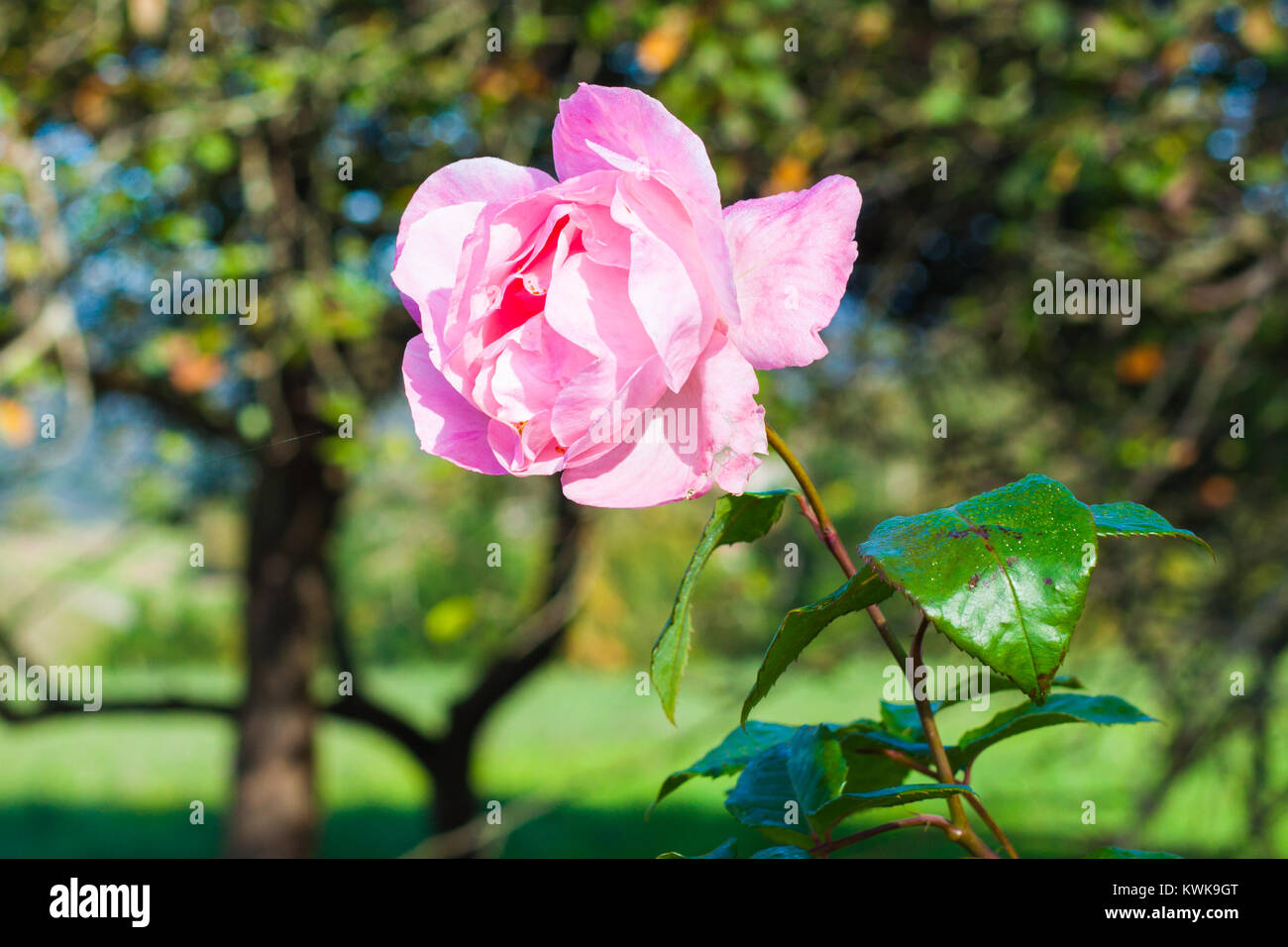 Close-up of a beautiful pink rose in the garden Stock Photo - Alamy