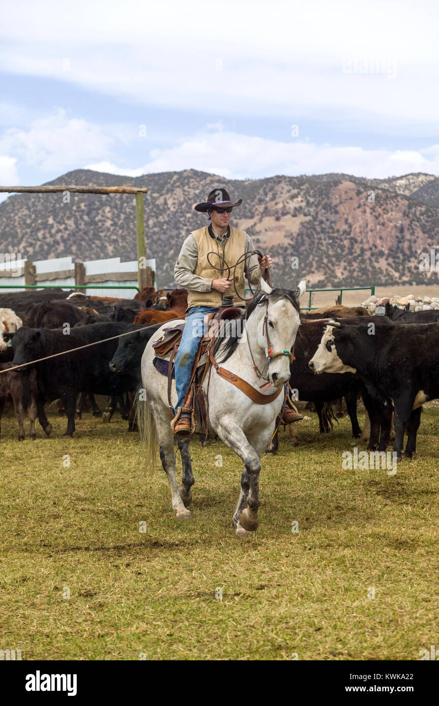 Spring branding on the Everett Ranch near Salida, Colorado, USA Stock Photo