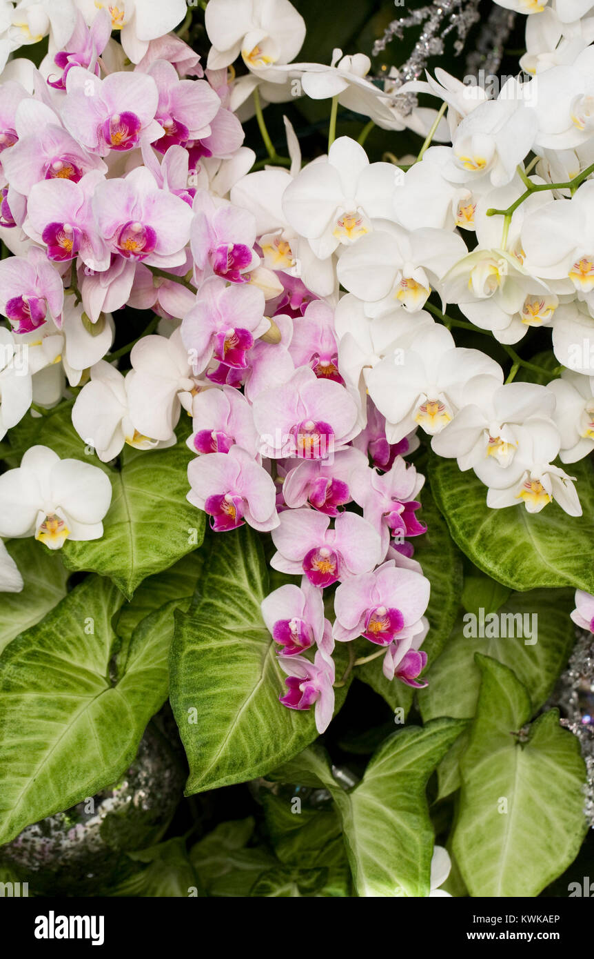 Phalaenopsis cultivars growing in a glasshouse. Moth Orchids and Christmas decorations. Stock Photo