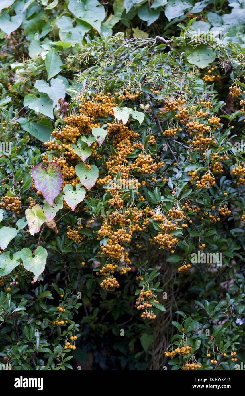 Pyracantha berries and convolvulus in Autumn. Stock Photo