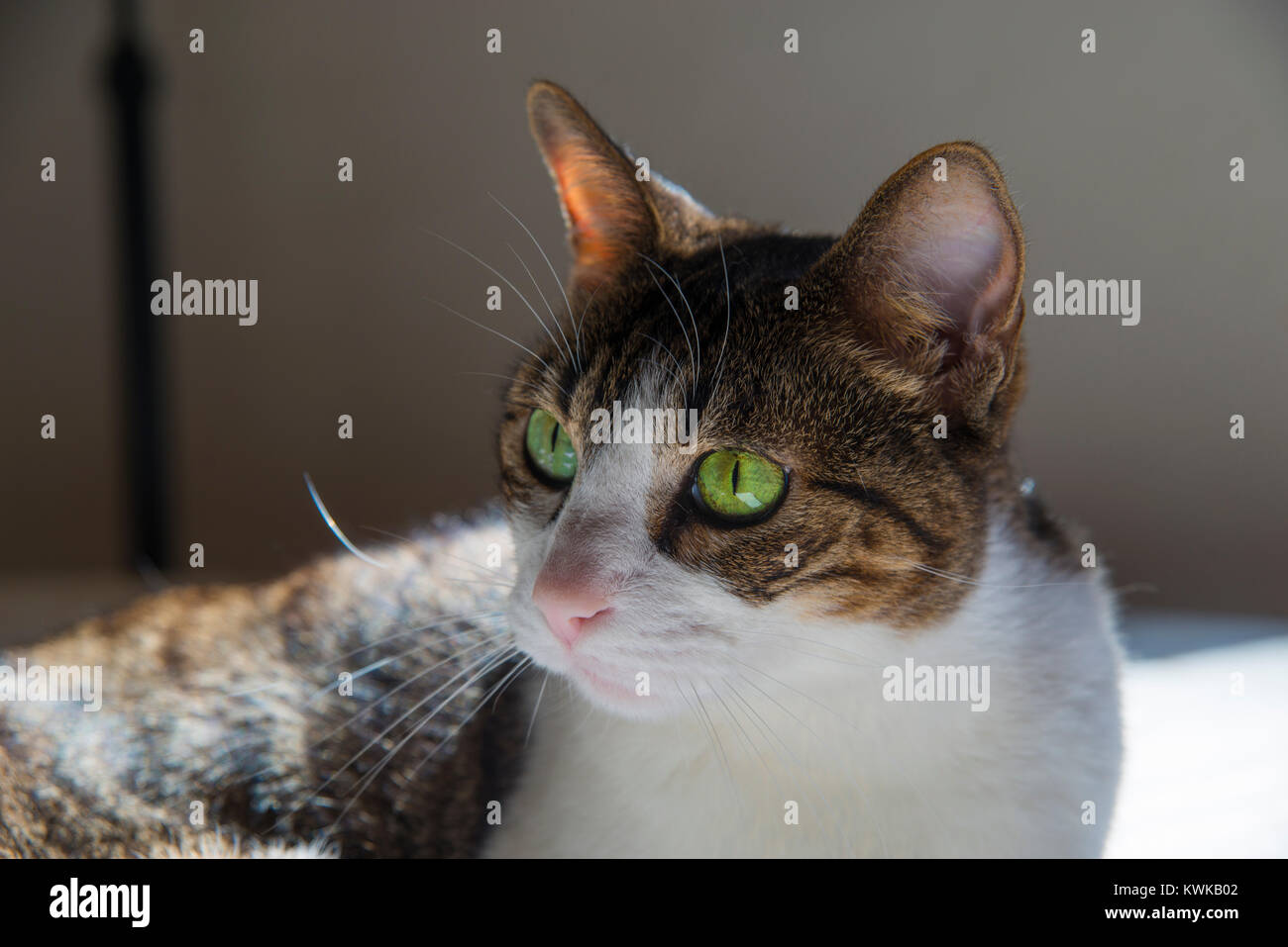 Tabby and white cat lying. Close view. Stock Photo
