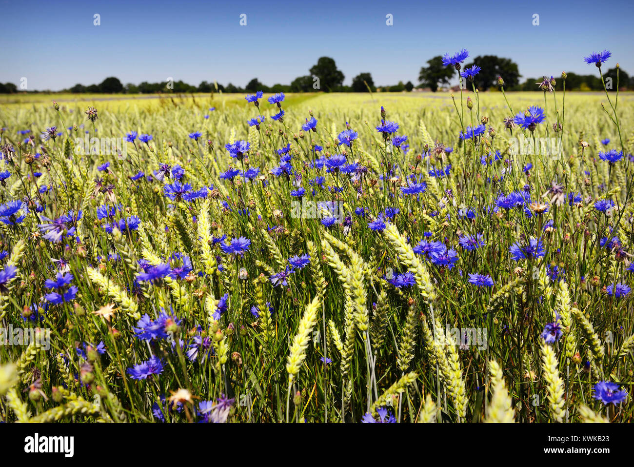 Blue cornflowers (Centaurea cyanus) in the wheat field in Kirchwerder, Hamburg, Germany, Europe, Blaue Kornblumen (Centaurea cyanus) im Weizenfeld in  Stock Photo