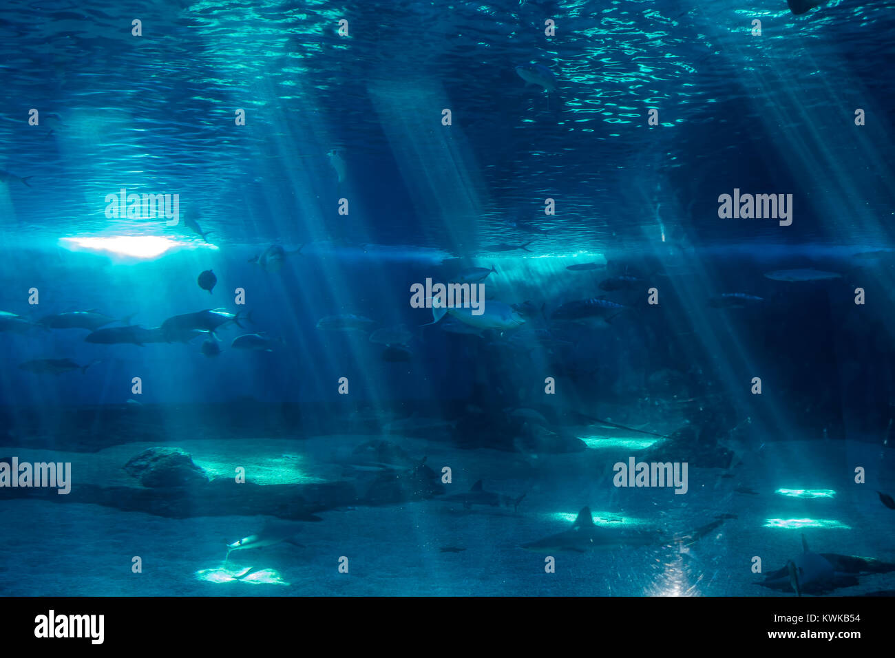 Fish swim beneath beams of light in an aquarium. Stock Photo