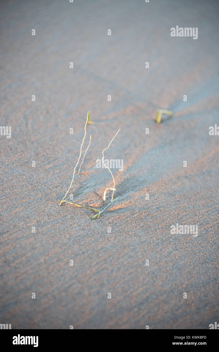 Small pieces of vegetation hang on to life and survive in the sand at Cruden Bay, near Peterhead in Scotland Stock Photo