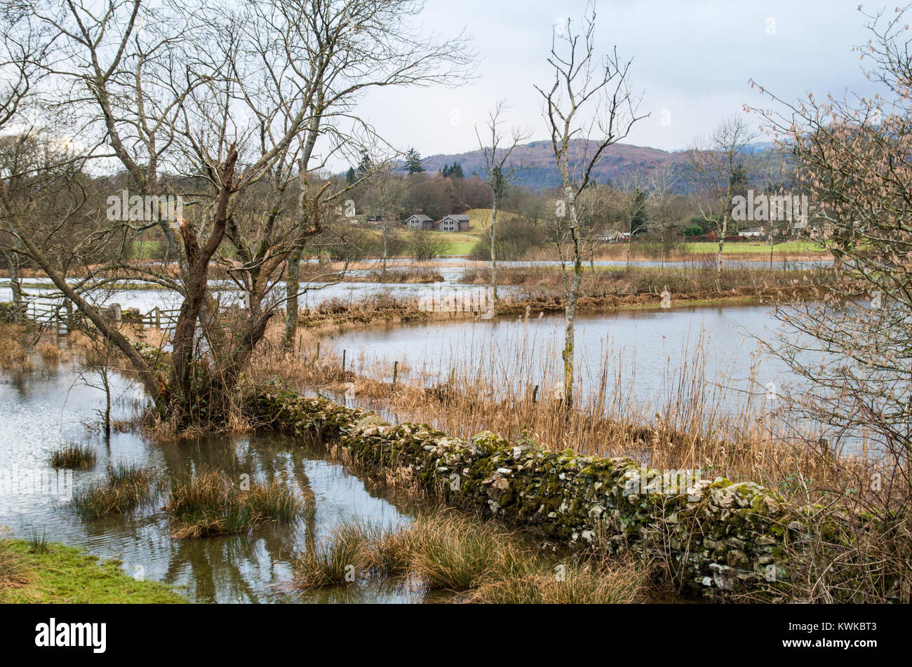 A flooded field in lake district with trees and stone fence in water. Stock Photo