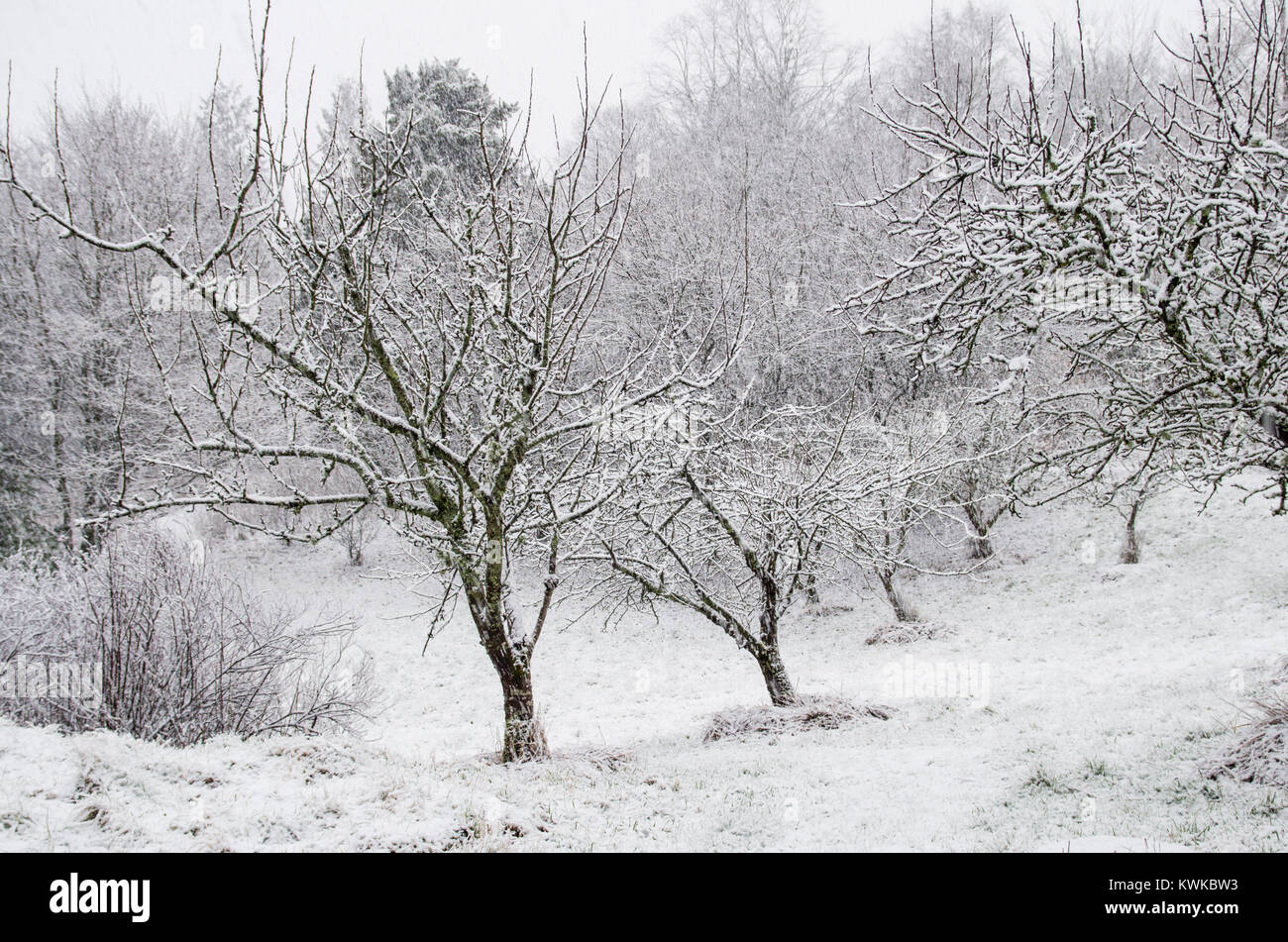 A scene in a snow covered apple tree garden during snowfall. Stock Photo