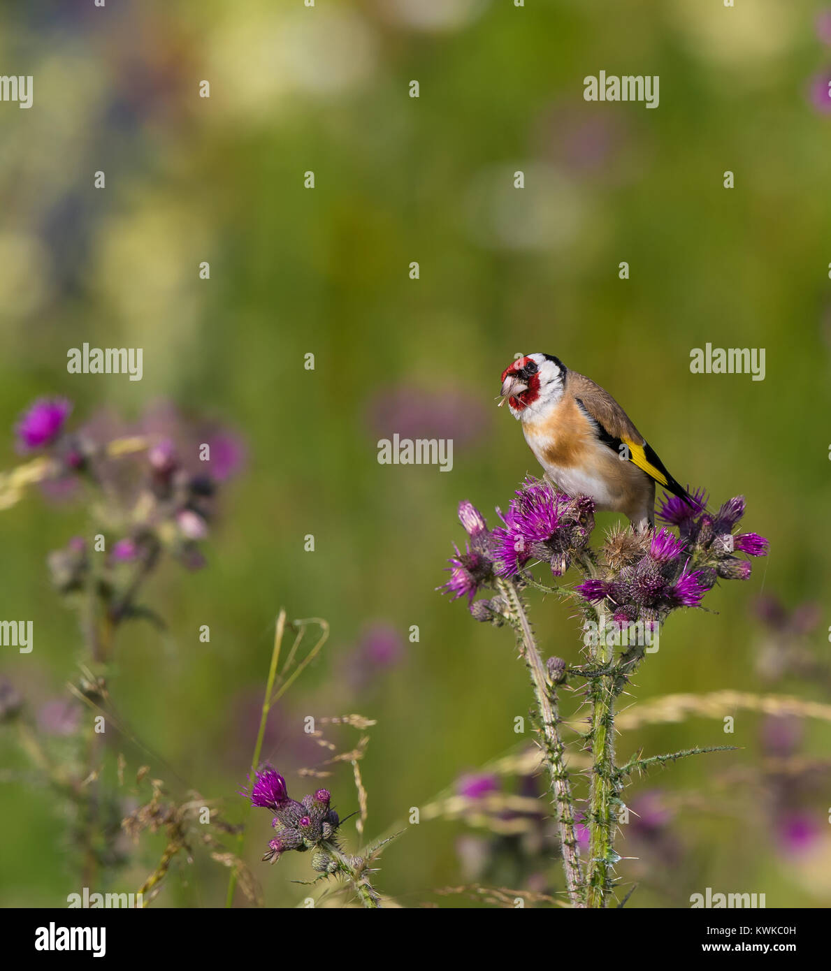 European goldfinch thistles hires stock photography and images Alamy